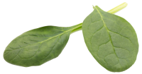spinach-on-the-isolated-white-WPM8S7F